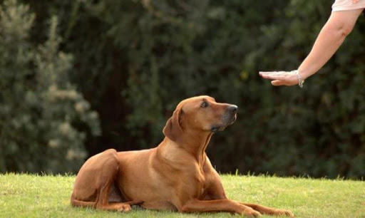 Adiestramiento de perros