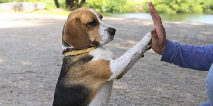 Perro entrenado